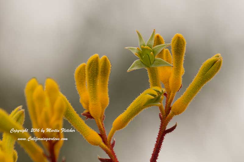 Anigozanthus Harmony, Red Yellow Kangaroo Paws