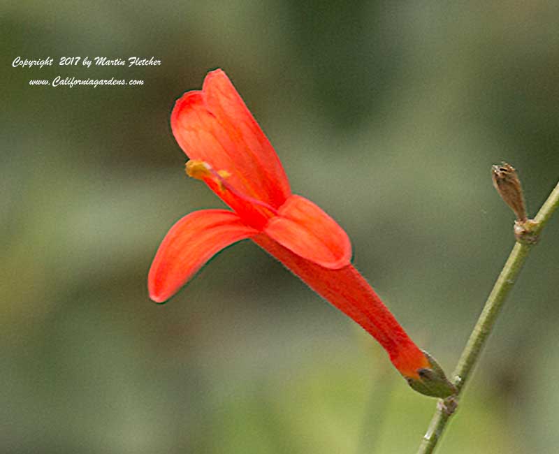 Anisacanthus quadrifidus wrightii, Hummingbird Bush, Mexican Flame