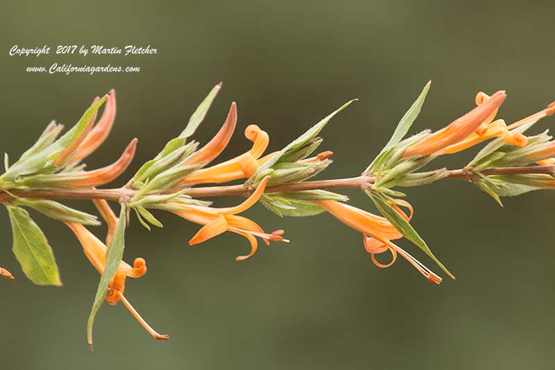 Anisacanthus thurberi, Thurber's Desert Honeysuckle