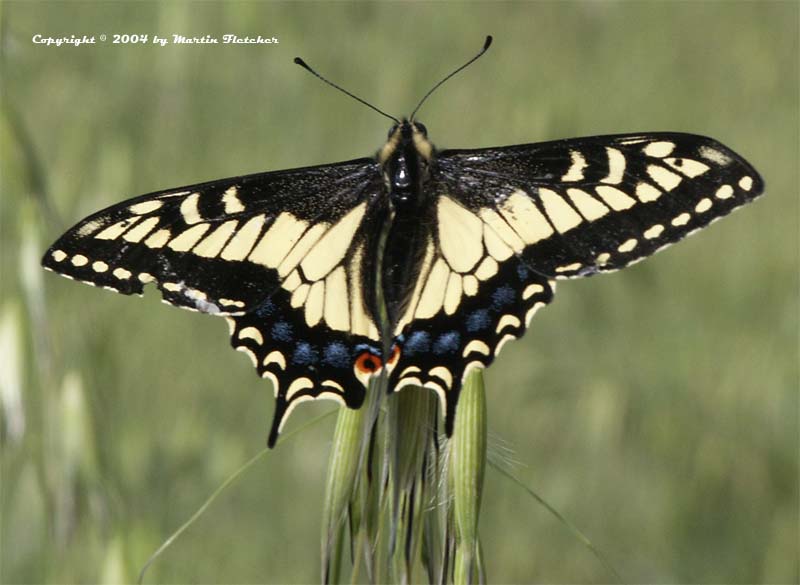 Anise Swallowtail, Papilio zelicaon