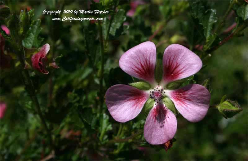 Anosodontea hypomardarum, Cape Mallow