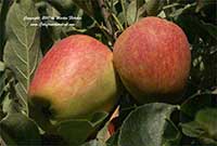 Anna Apple