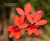 Anomatheca laxa, Flowering Grass, False Freesia