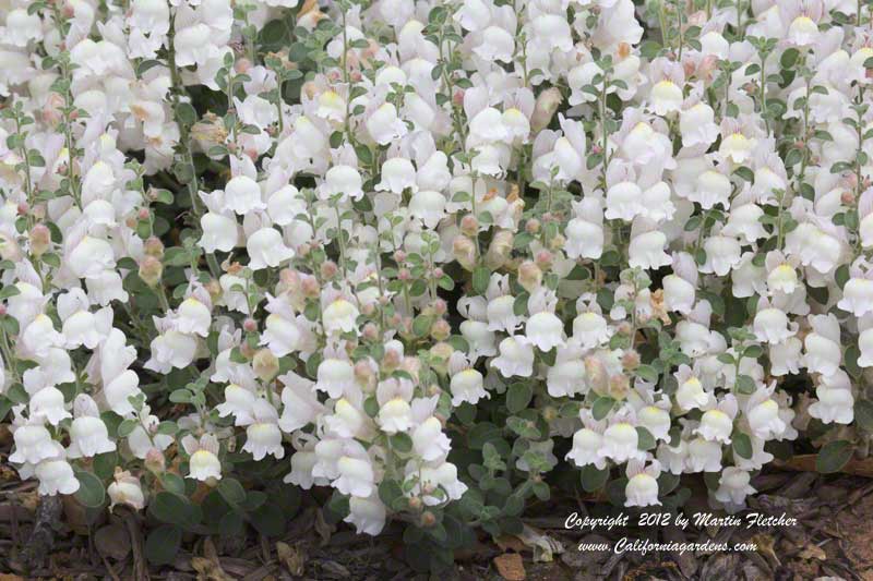 Antirrhinum hispanicum, Spanish Snapdragon