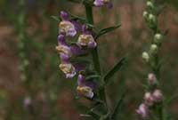 Antirrhinum multiflorum, Sticky Snapdragon