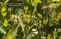 Apocynum cannabinum, Dogbane, Indian Hemp