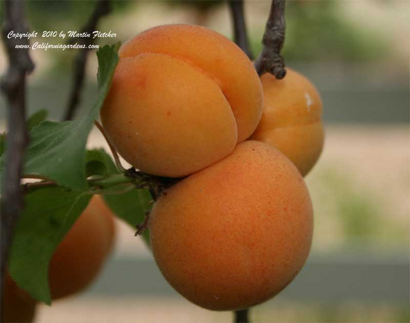 Blenheim Royal Apricot