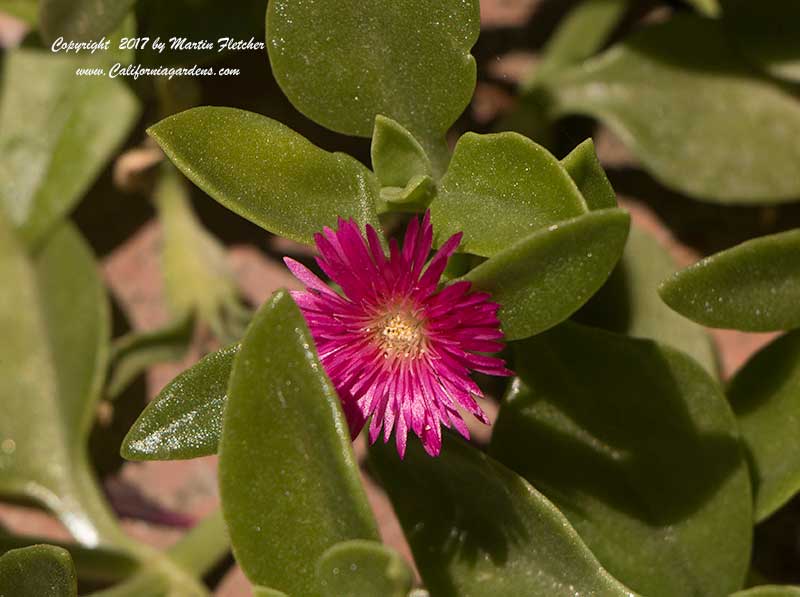 Aptenia Red Apple, Baby Sun Rose