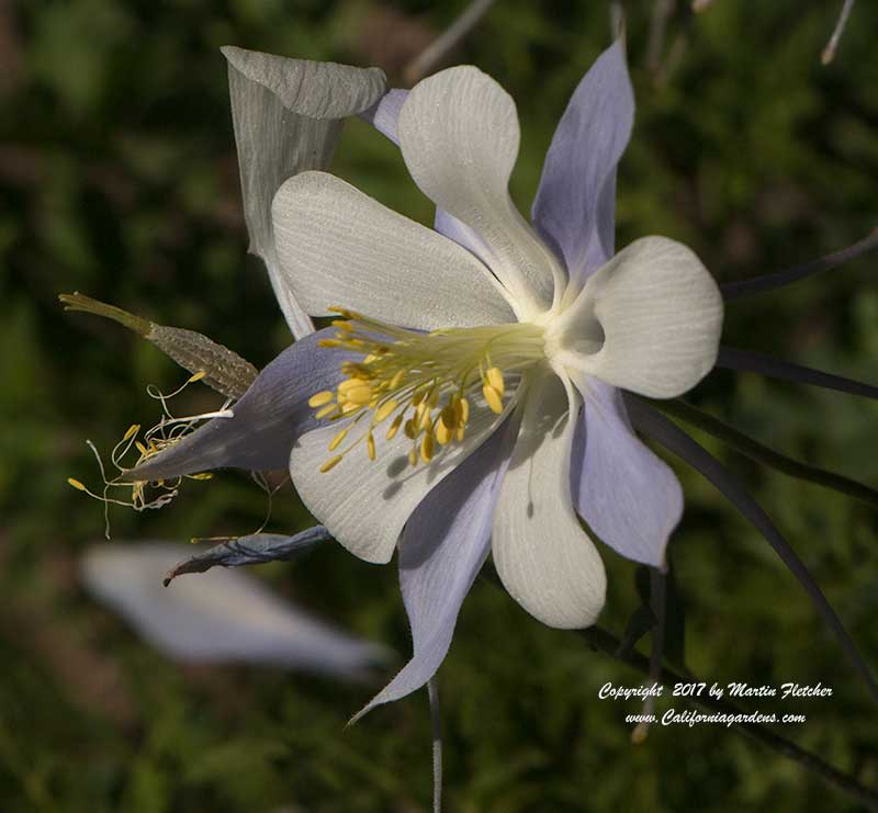 Aquilegia caerulea, Rocky Mountain Columbine