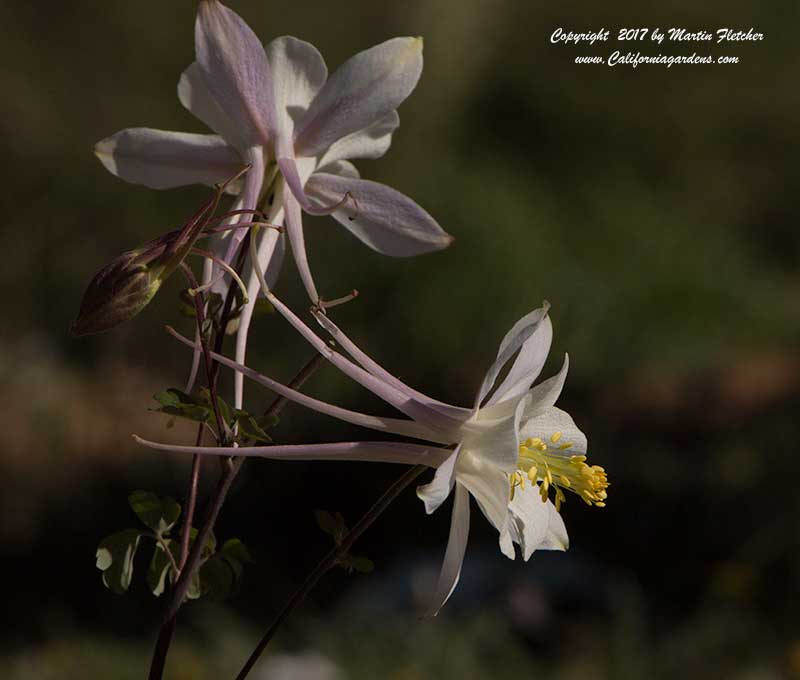 Aquilegia caerulea, Rocky Mountain Columbine