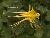 Aquilegia chrysantha, Golden Columbine, Southwest Columbine, Yellow Columbine