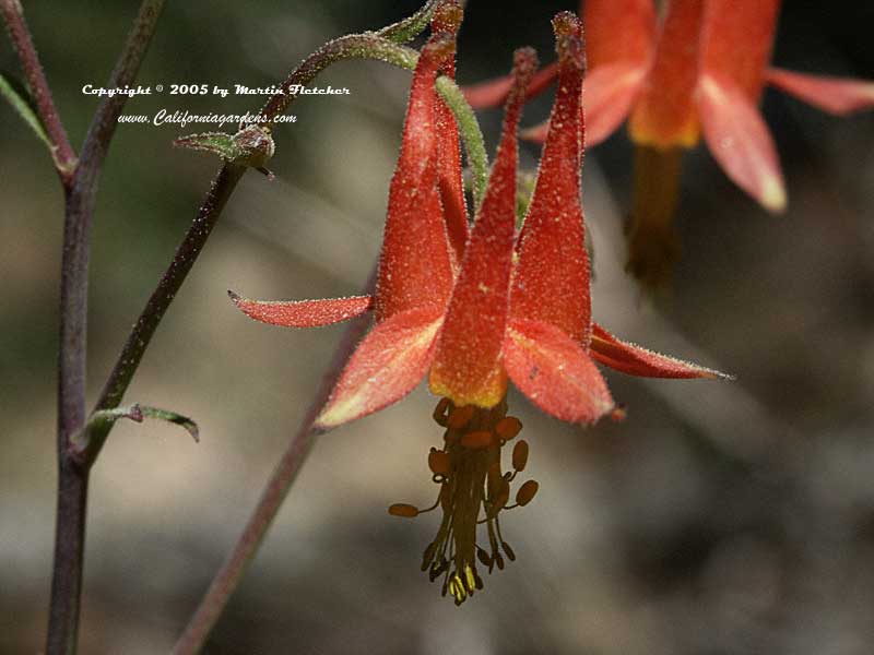 Aquilegia formosa, Western Columbine, Crimson Columbine