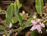 Araujia sericifera, Bladder Vine, Cruel Vine, Moth Vine