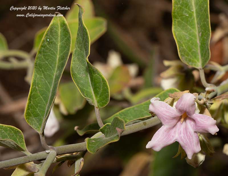 Araujia sericifera, Bladder Vine