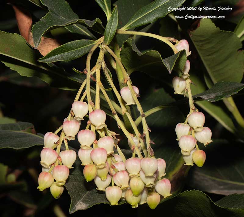 Arbutus Marina Flowers, Marina Strawberry Tree