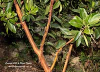 Arbutus Marina, Marina Strawberry Tree