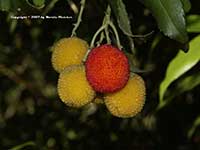 Strawberry Tree, Arbutus unedo