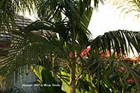 Archontophoenix cunninghamiana, King Palm