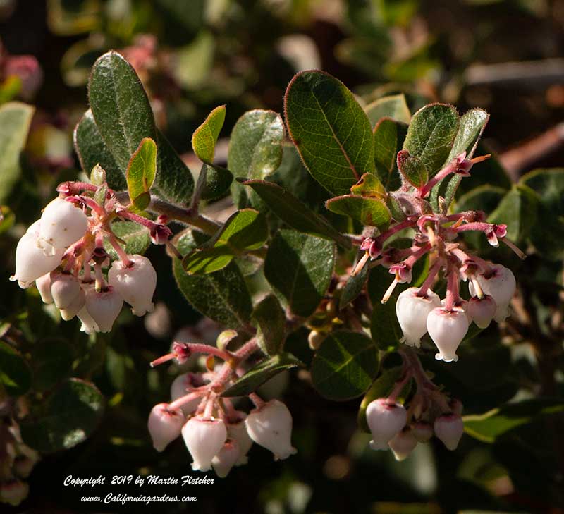 Arctostaphylos edmundsii Danville, Danville Manzanita