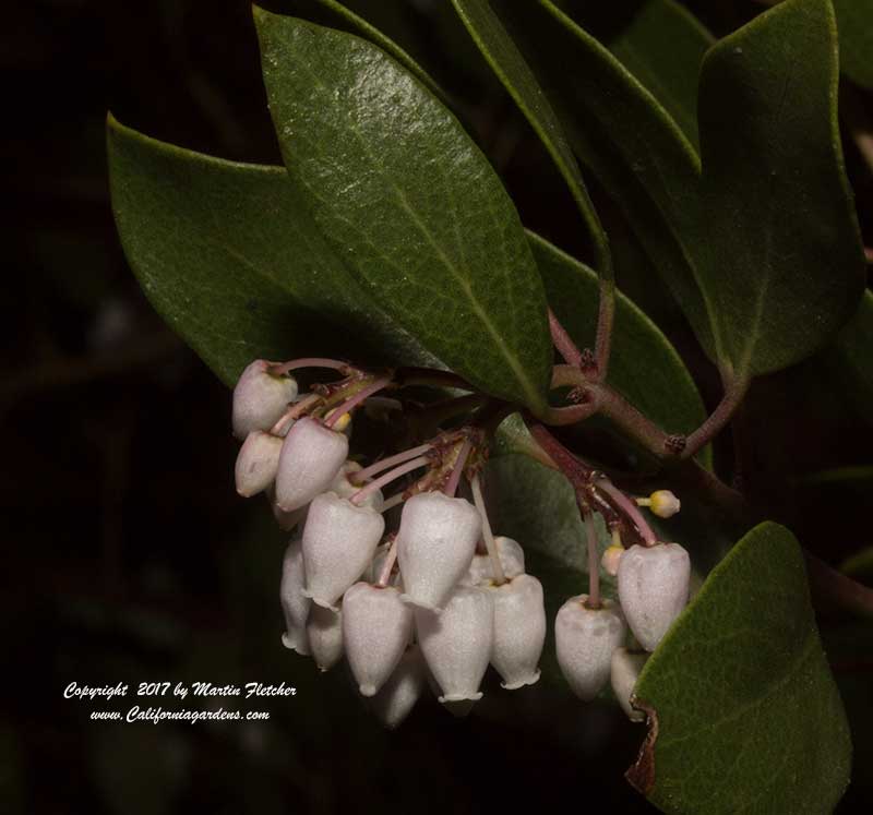 Arctostaphylos Howard McMinn, Vine Hill Manzanita