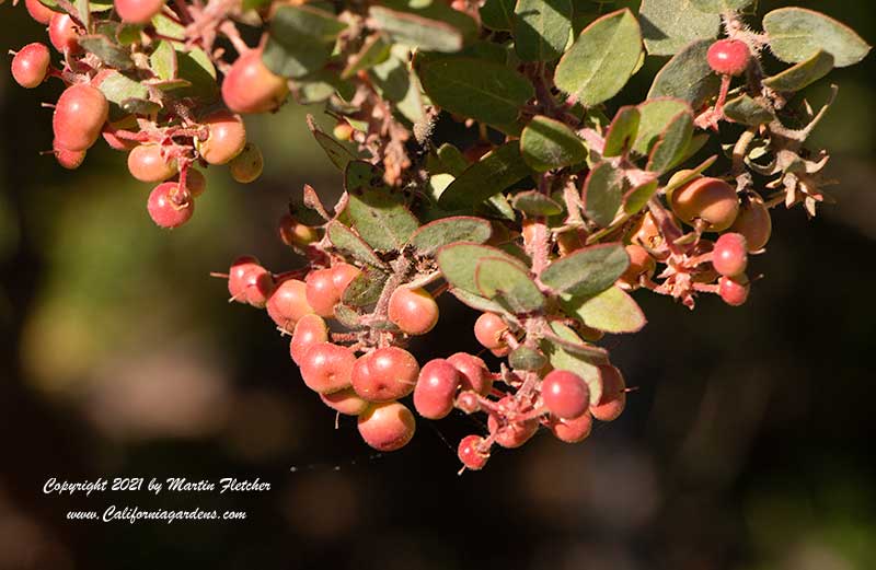 Arctostaphylos John Dourley fruit, John Dourley Manzanita