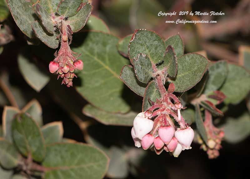 Arctostaphylos John Dourley, John Dourley Manzanita