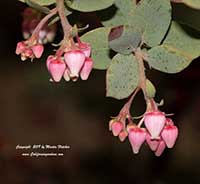 Arctostaphylos Lester Rowntree, Lester Rowntree Manzanita