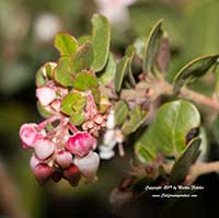 Arctostaphylos edmundsii Little Sur, Little Sur, Manzanita