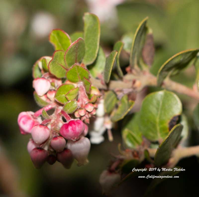 Arctostaphylos edmundsii Little Sur, Little Sur Manzanita