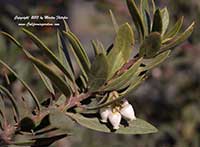 Arctostaphylos Pacific Mist, Pacific Mist Manzanita