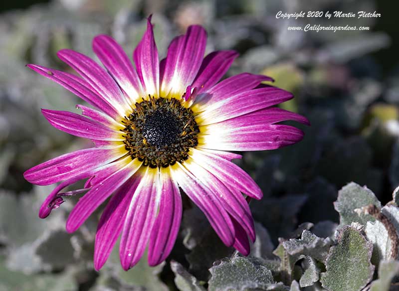 Arctotis Opera Rose, Opera Rose African Daisy