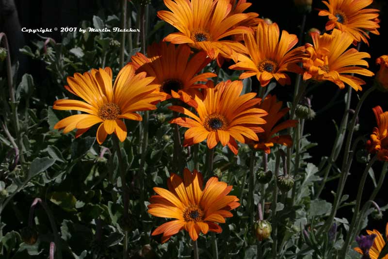 Alphabetical listing of plants that begin with A
