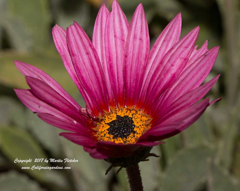 Arctotis acaulis Torch Purple, Torch Purple African Daisy