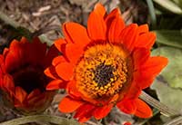 Arctotis gumbletonii, Gumbleton African Daisy