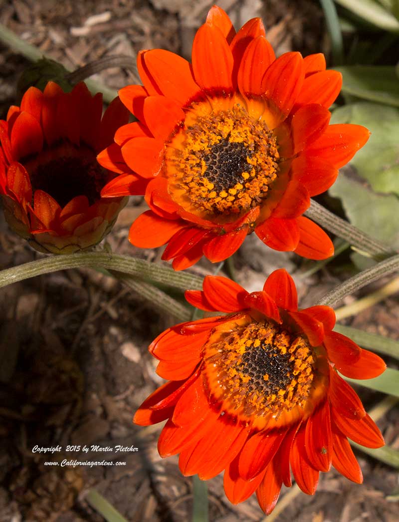 Arctotis gumbletonii, Gumbleton African Daisy