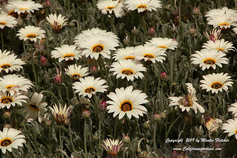 Arctotis stoechadifolia, Cream African Daisy