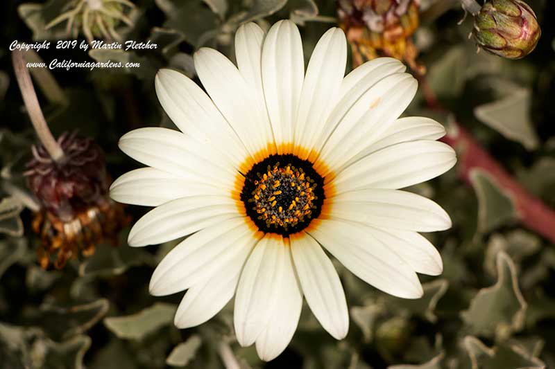 Arctotis stoechadifolia, Cream African Daisy