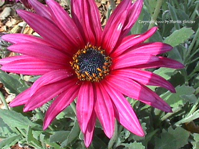 Arctotis acaulis Torch Purple, Torch Purple African Daisy