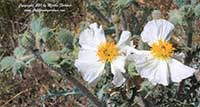 Argemone munita, Prickly Poppy