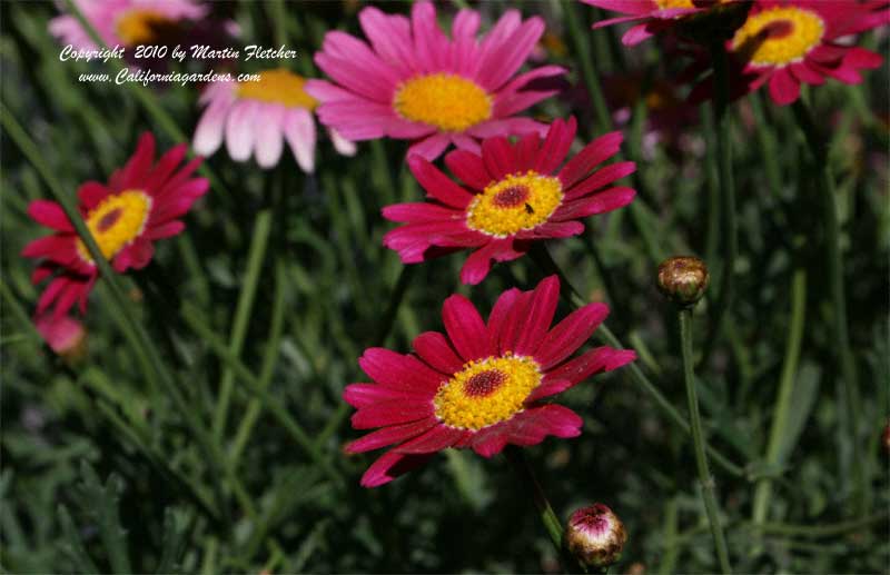 Argyranthemum Madeira Cherry Red, Madeira Cherry Red Marguerite