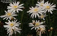 Argyranthemum frutescens Silver Lady, Silver Lady Marguerite