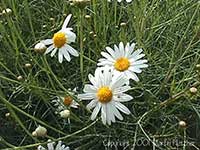 Argyranthemum Chelsea Girl, Chelsea Girl Silver Marguerite