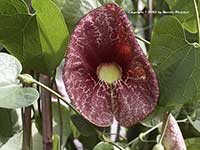 Aristolochia gigantea, Pelican Flower