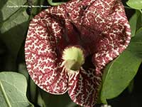 Aristolochia littoralis, Calico Flower