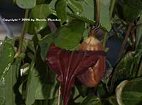 Aristolochia macroura, Dutchman's Pipe