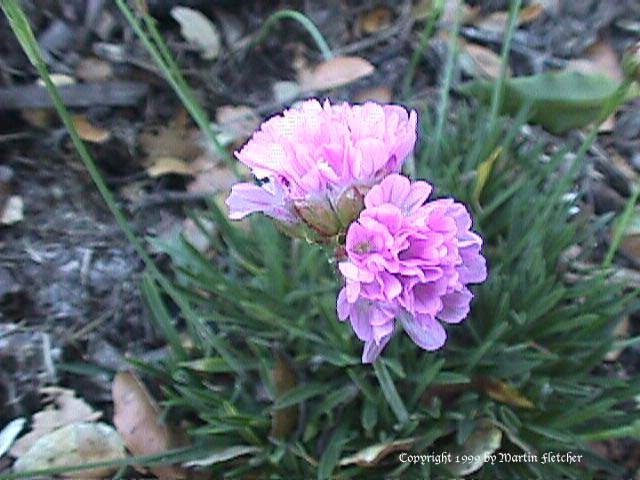 Armeria maritima, Thrift