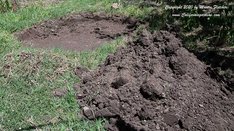 Digging for Armored Artichoke Bed