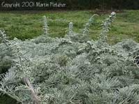 Artemisia pycnocephala David's Choice, Sandhill Sage