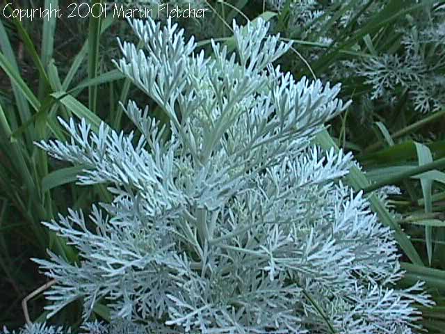 Artemisia Powis Castle