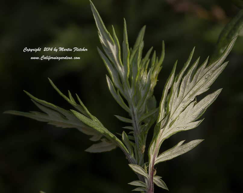 Artemisia vulgaris, Mugwort